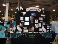 The CFA Intertional Cat Show